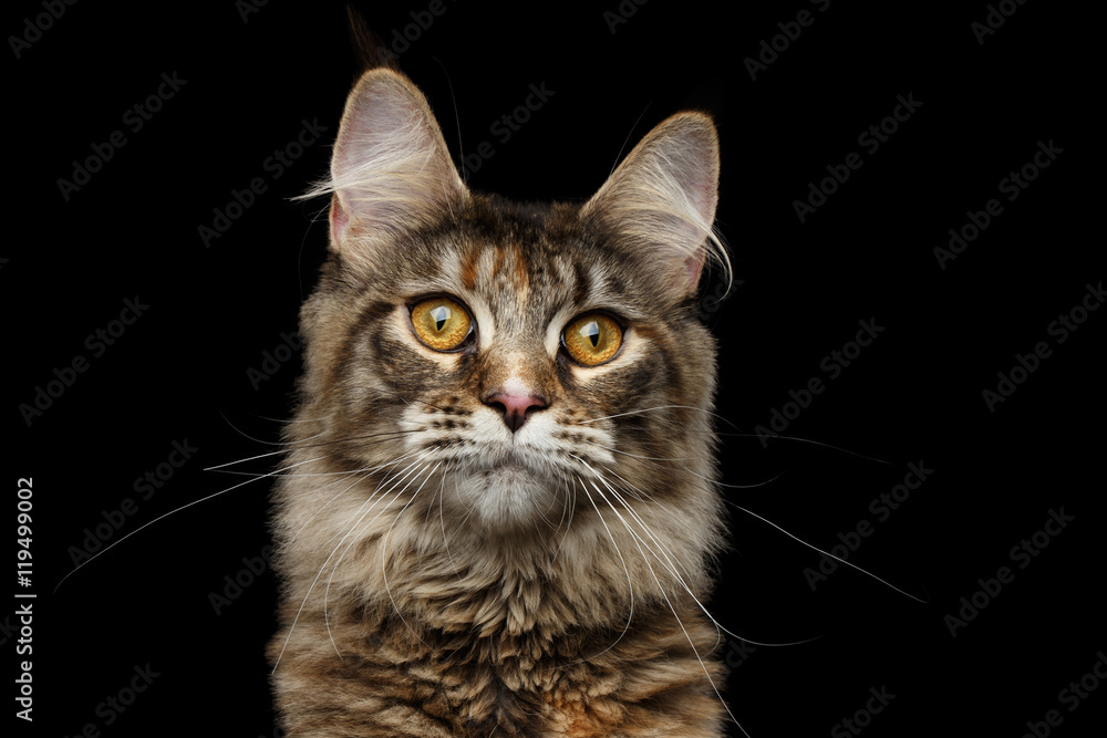 Closeup portrait of Brown Maine Coon Cat Head Curious Looks Isolated on Black Background, Front view, Yellow Eyes