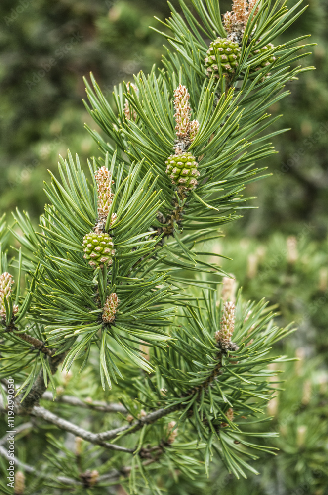 Pine cones Pine cones