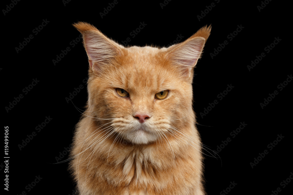 Closeup portrait of Ginger Maine Coon Angry Cat Head Gaze Looks Isolated on Black Background
