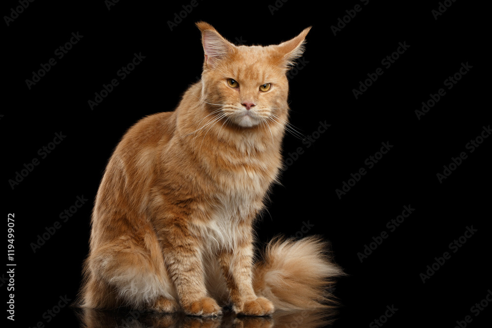 Angry Ginger Maine Coon Cat Sitting and Gaze Looks Isolated on Black Background