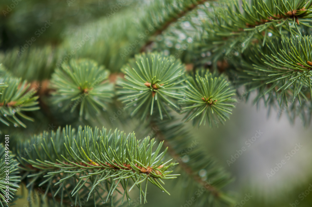 fresh green soft focus close-up of pine tree with copyspace fresh green soft focus close-up of pine tree with copyspace