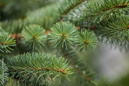 fresh green soft focus close-up of pine tree with copyspace