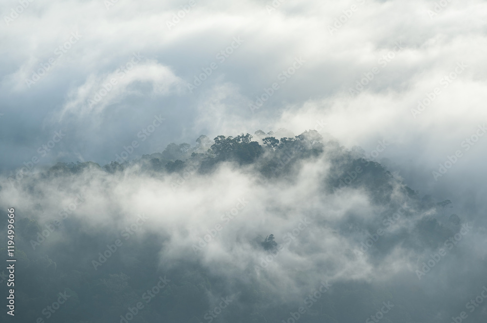 Fog and cloud mountain valley spring landscape