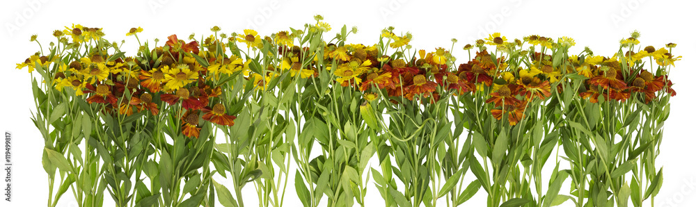 Fototapeta premium Summer yellow and red garden daisies line