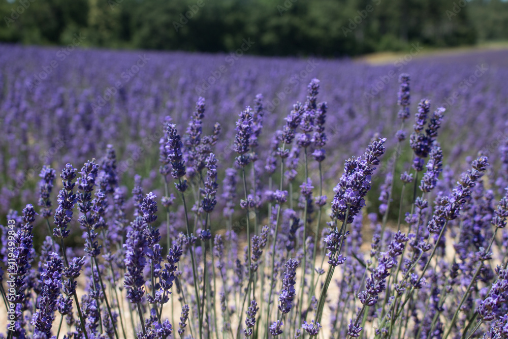 Campo de lavanda en la Provenza