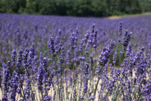 Campo de lavanda en la Provenza