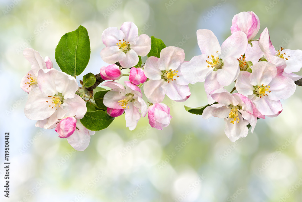 Apple blossom on defocused of natural background of blooming trees - obrazy, fototapety, plakaty 
