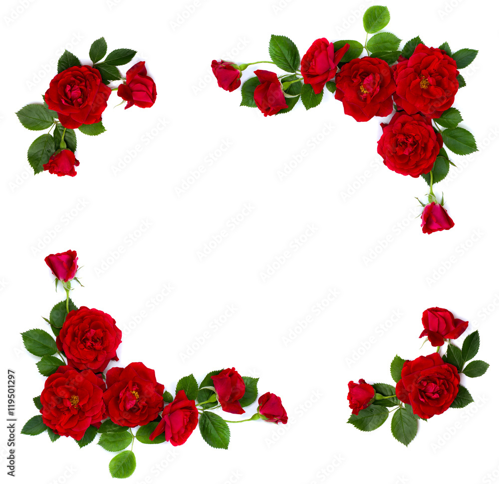 Naklejka premium Rama z czerwonych róż (krzew róży) na białym tle z miejscem na tekst