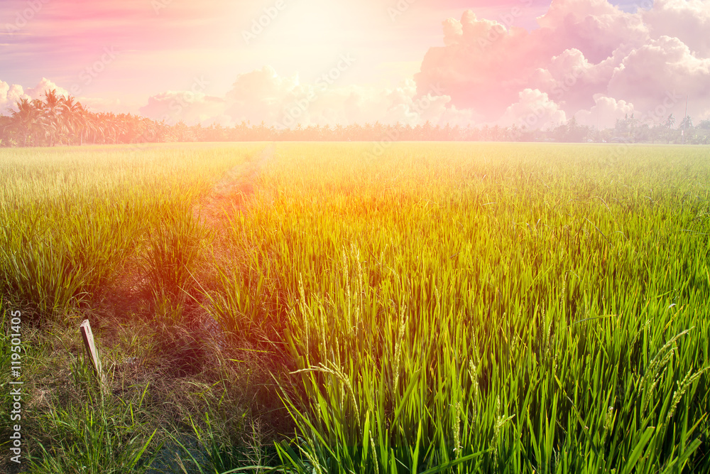 Rice Field Landscape Morning Sun rise or Day Summer Light with Sky Cloud Background.