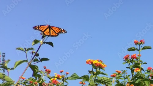 4K HD video of a Monarch butterfly, also known as milkweed butterfly, landing on orange lantana flowers and drinking nectar, The Monarch butterfly is considered an iconic pollinator species