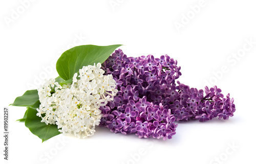 Stampa su tela Bouquet of flowers lilac different colors on a white background with space for text