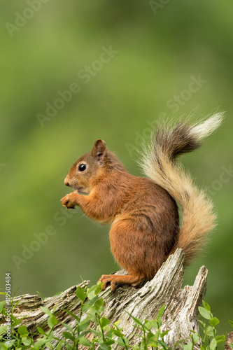 Red squirrel perched on a tree stump eating a nut with a green background. © L Galbraith