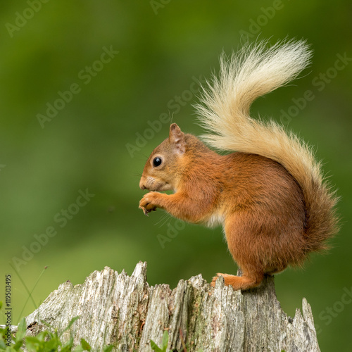 Red squirrel perched on a tree stump eating a nut with a green background.