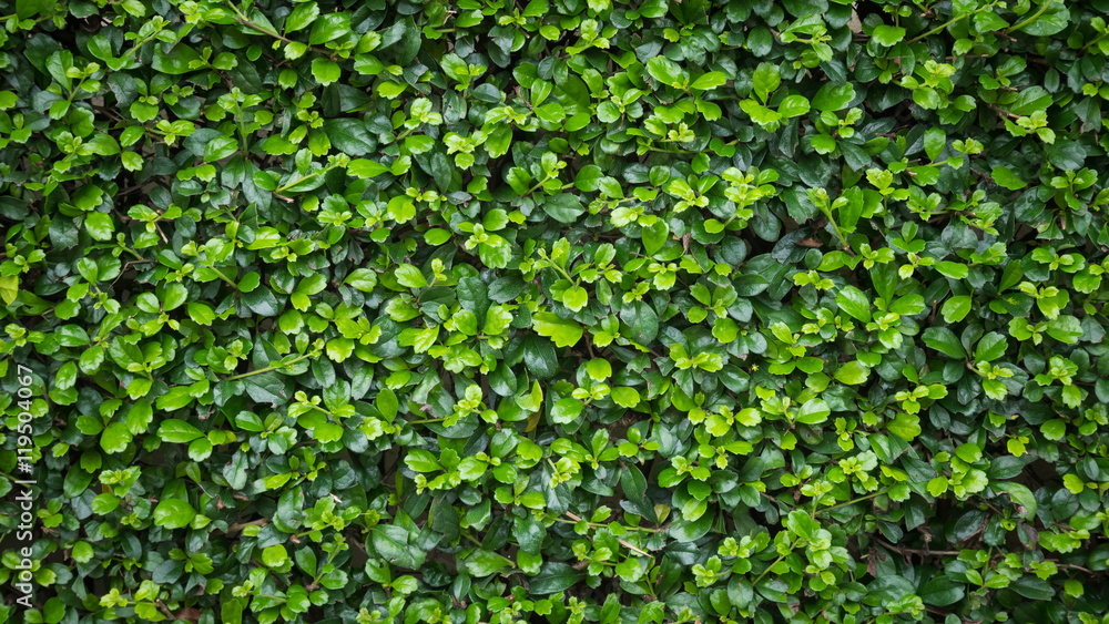Pattern green leaf background with raindrop after rain Pattern green leaf background with raindrop after rain