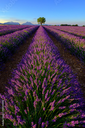 Lavender field at plateau Valensole  Provence  France