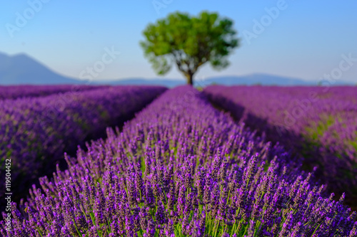 Lavender field at plateau Valensole  Provence  France. Focus to foreground