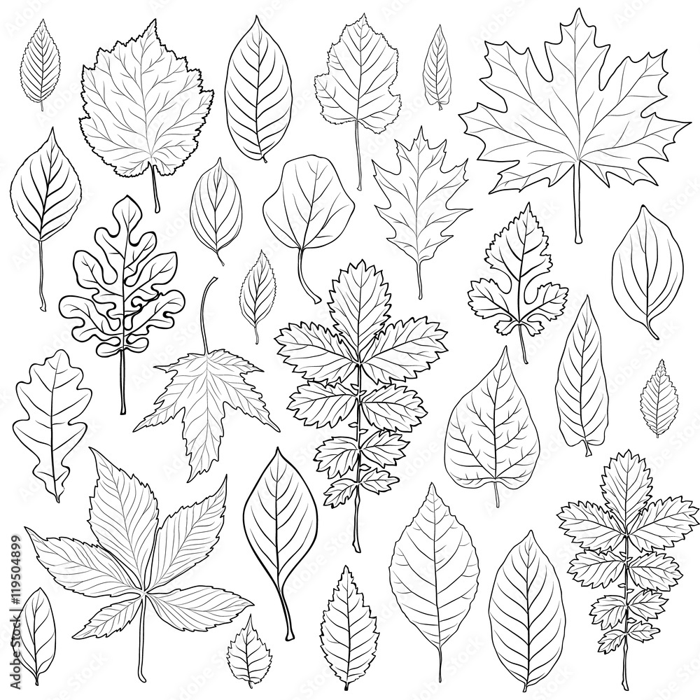 Fototapeta premium Leaves silhouette set vector. Coloring book page for adult