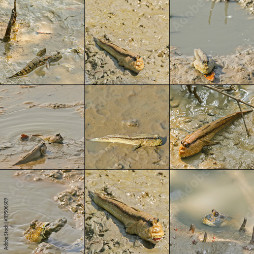 Giant mudskipper, Blue spotted mudskipper crawling with fins on wet muddy land in mangrove forest, Thailand photo