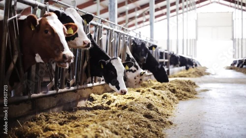 herd of cows eating hay in cowshed on dairy farm