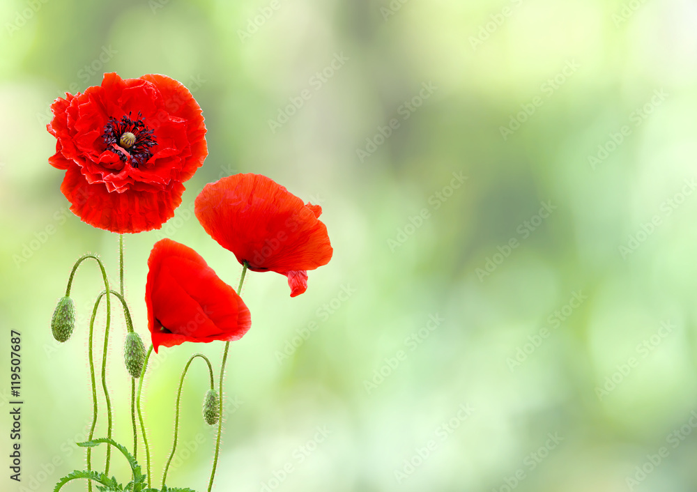 Fototapeta premium Czerwone maki (nazwy pospolite: mak pospolity, mak kukurydziany, róża kukurydziana, mak polny, mak Flandrii, mak czerwony, chwast czerwony, koquelicot) na rozmytym naturalnym tle kwitnącego pola z miejscem na tekst