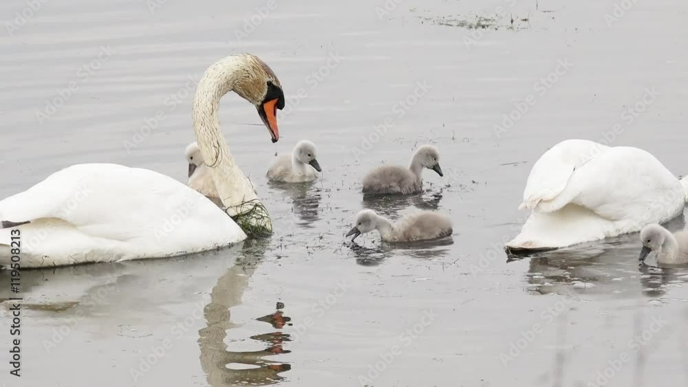 swan with cygnets swimming in the lake and search feed swan with cygnets swimming in the lake and search feed