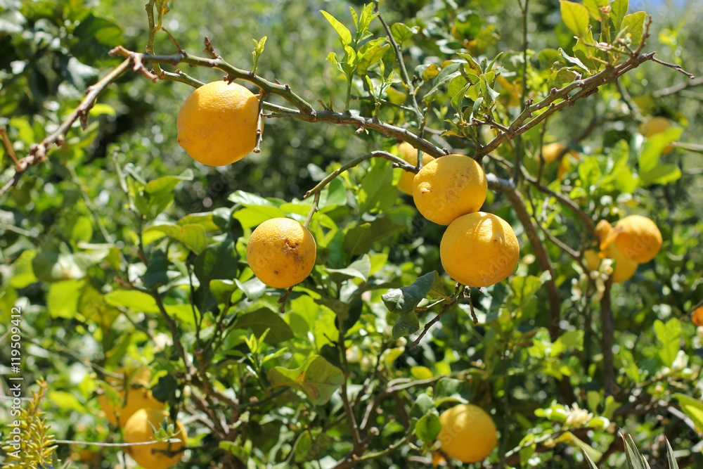 Lemons grow in the garden. Italy, Sardinia.