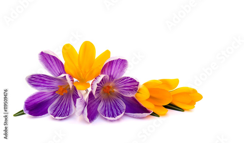 Violet and yellow crocuses on a white background with space for text.