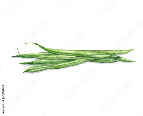 Hand drawn watercolor illustration of the food  asparagus beans  isolated on the white background