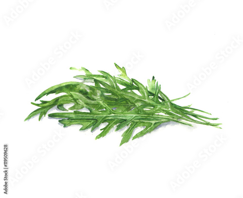 Hand drawn watercolor illustration of the food: arugula leaves, isolated on the white background