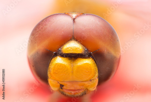 Red-veined darter (Sympetrum fonscolombii)