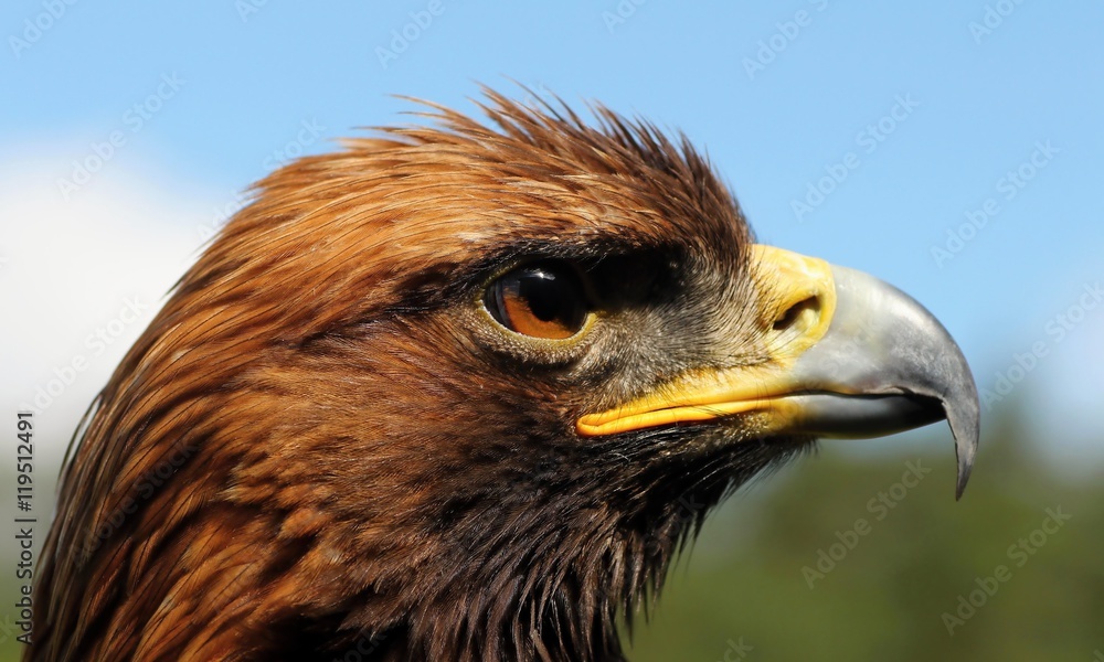 Aquila gurneyi Aquila gurneyi