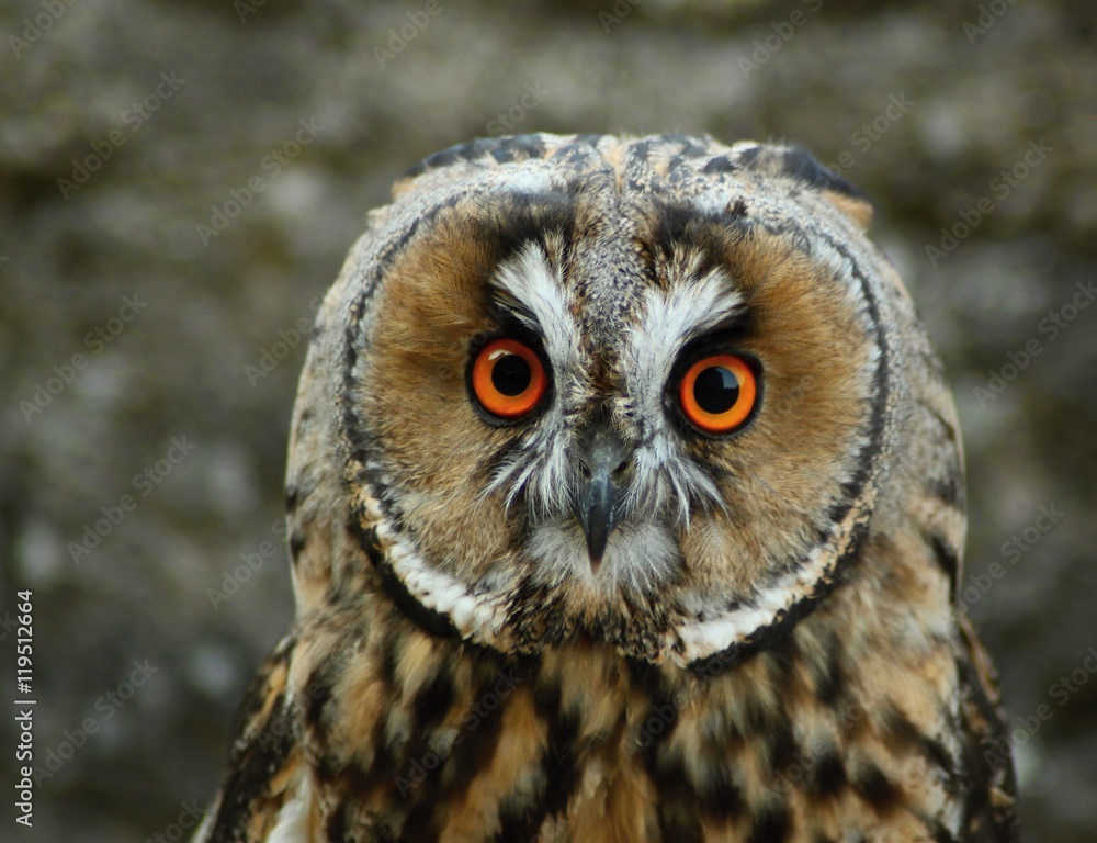 Obraz premium Aegolius funereus