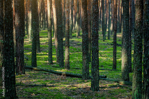 Fototapeta Naklejka Na Ścianę i Meble -  Pine forest in the morning