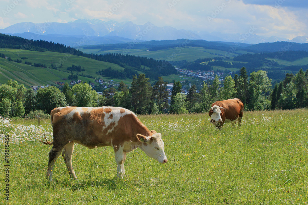Two brown cows grazing on green meadow with mountains at the background Two brown cows grazing on green meadow with mountains at the background