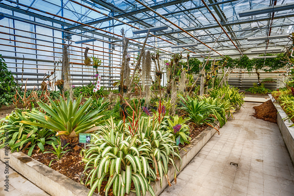 Orchid greenhouse