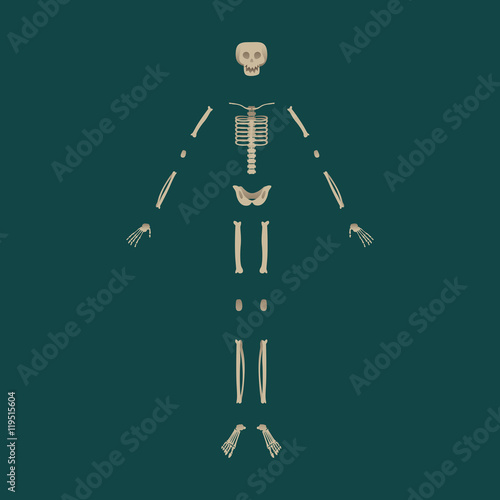 SKELETON BONES.