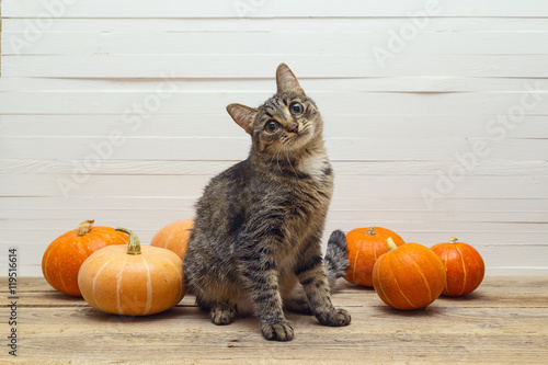 Cute stripes cat and pumpkin on a wooden table on a background o