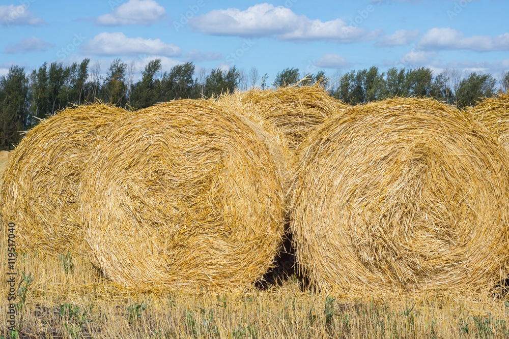 Straw Bales Harvest on Stubble field under blue sky Straw Bales Harvest on Stubble field under blue sky