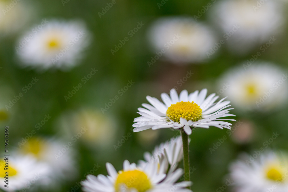 Common daisy flowers grown at the spring grass. Among the first spring flowers on the yard. Common daisy flowers grown at the spring grass. Among the first spring flowers on the yard.
