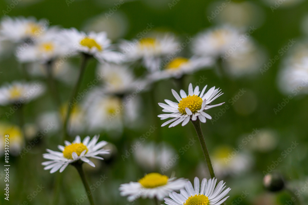 Common daisy flowers grown at the spring grass. Among the first spring flowers on the yard.