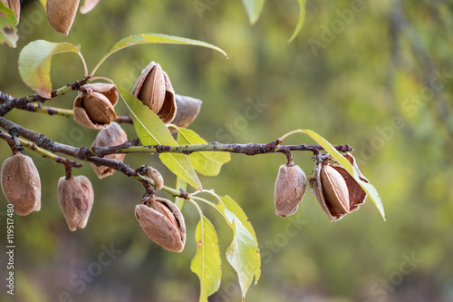 Fotografering Ripe almonds on the tree branches.