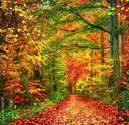 Farbenfroher Wald im Herbst lädt zu einem Spaziergang ein