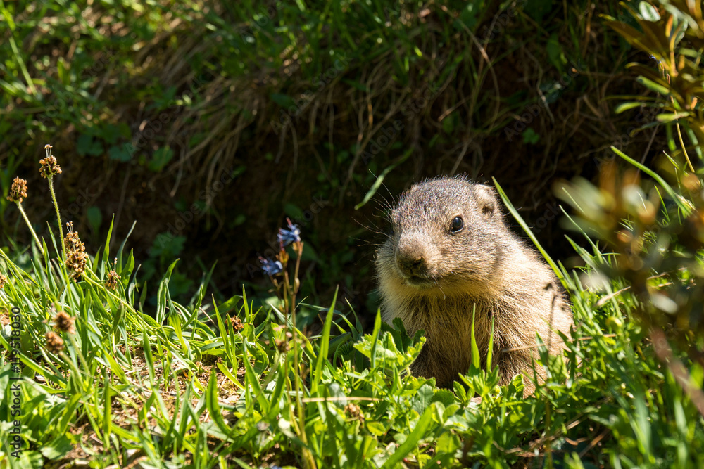 Young marmot the burrow in French Alps Young marmot the burrow in French Alps