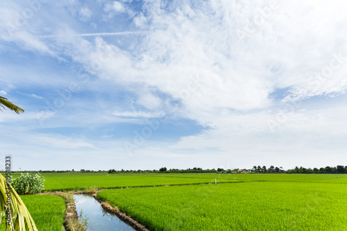 Paddy field with ripe paddy under the blue sky