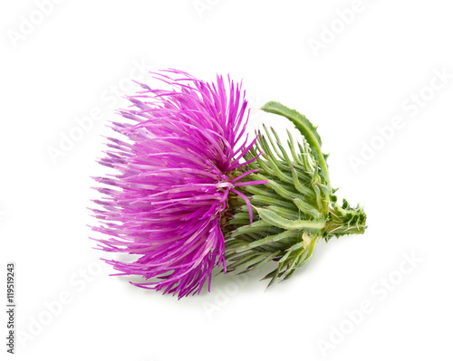 Purple flower of carduus with green bud isolated on a white background. Design element for product label, catalog print, web use.