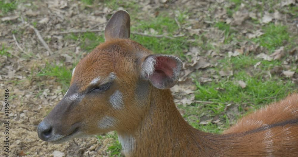 Fallow Deer on the Nature Close Up. Fallow Deer on the Nature Close Up.