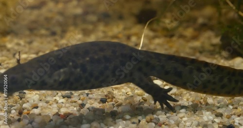 Triton Floating in a Pond photo