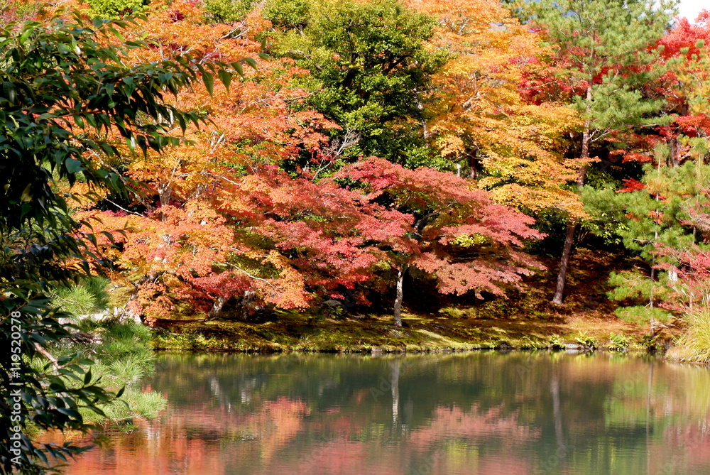 紅葉(京都) 紅葉(京都)