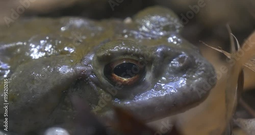 Large Gray Frog This is a Fragment.