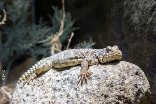 South Arabian Spiny-tailed Lizard Uromastyx yemenensis , Yemen